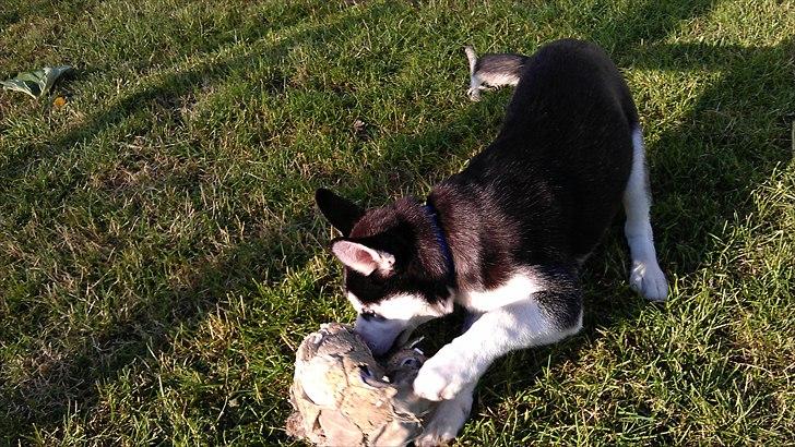 Siberian husky Zacky billede 11