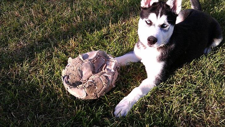 Siberian husky Zacky billede 12