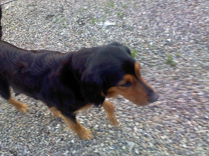 Gordon setter Bella billede 2