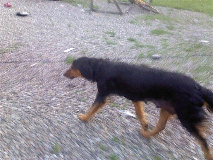 Gordon setter Bella billede 3