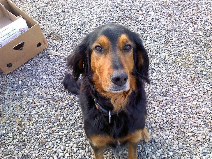 Gordon setter Bella billede 4