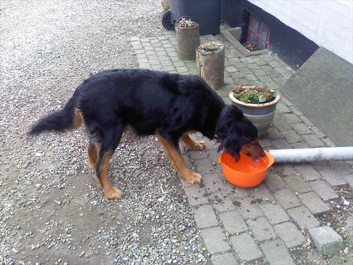 Gordon setter Bella billede 5