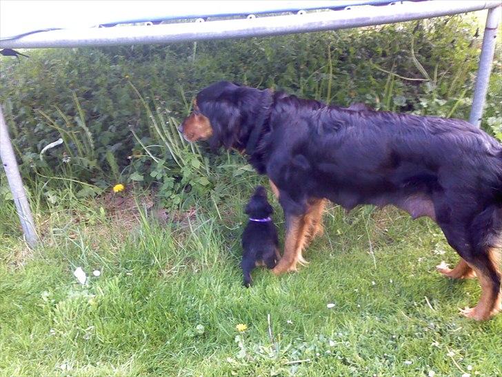 Gordon setter Bella billede 6