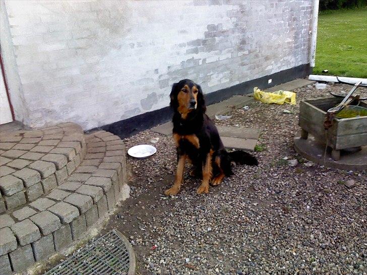 Gordon setter Bella billede 7