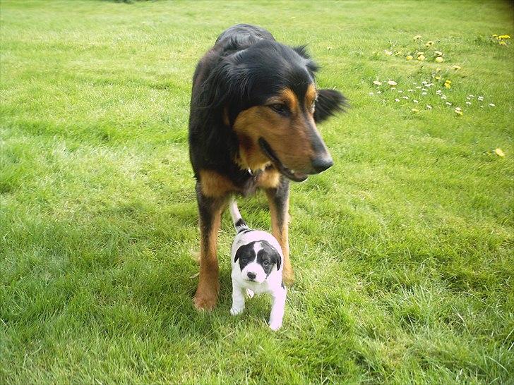 Gordon setter Bella billede 8