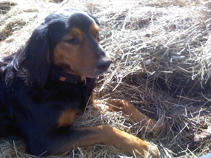 Gordon setter Bella billede 9
