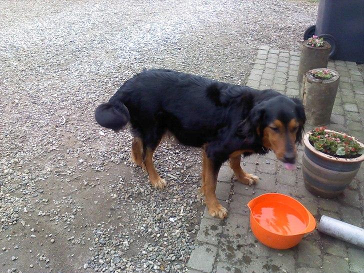 Gordon setter Bella billede 10