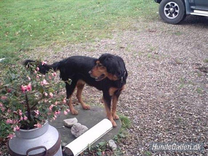 Gordon setter Bella billede 11