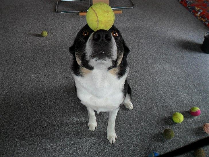 Blanding af racer Milo (Border Collie/Lab.) - Bold fanatikeren kan sine tricks. :-) billede 7