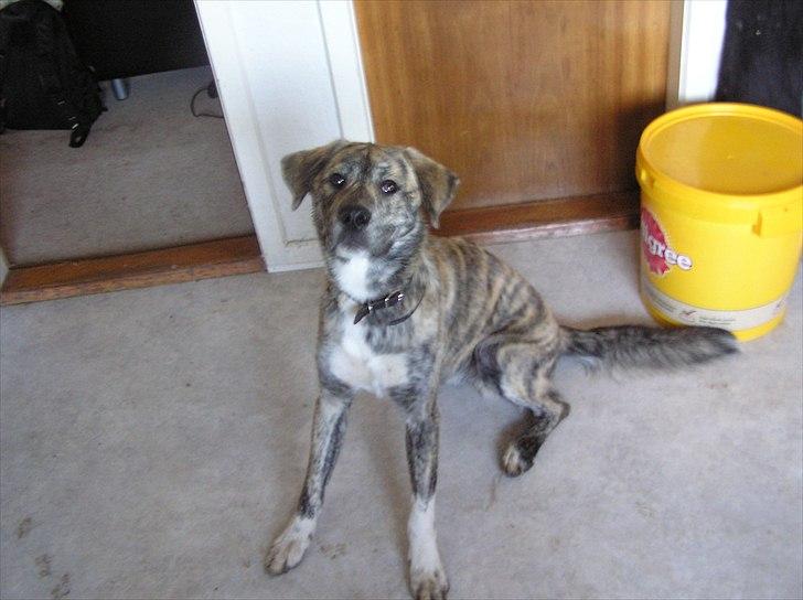 Blanding af racer Tarzan billede 2