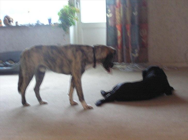 Blanding af racer Tarzan billede 3