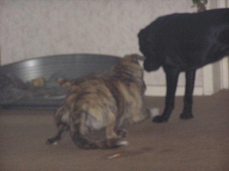 Blanding af racer Tarzan billede 4