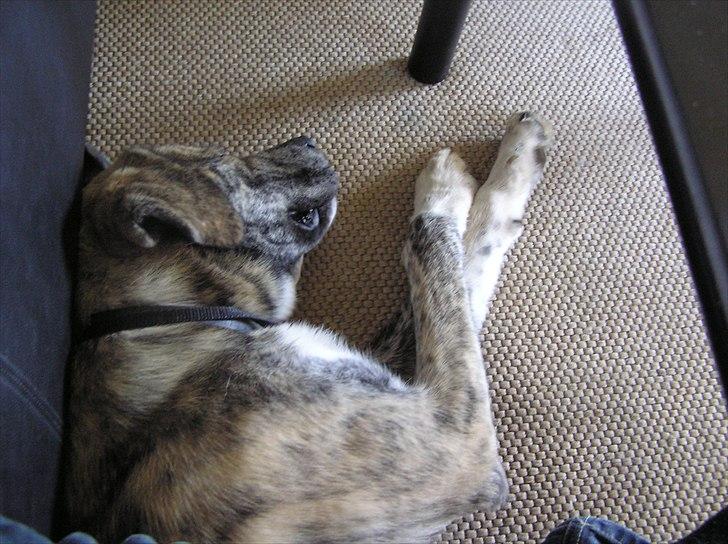 Blanding af racer Tarzan billede 5