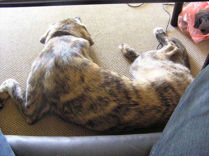 Blanding af racer Tarzan billede 6