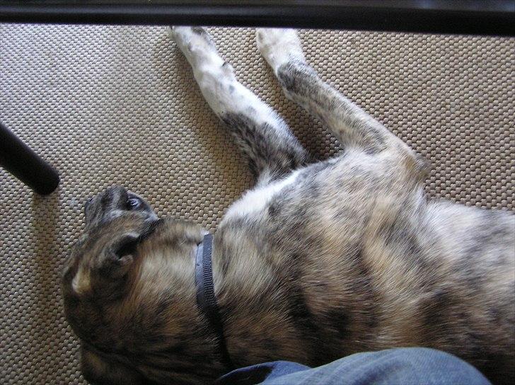 Blanding af racer Tarzan billede 7