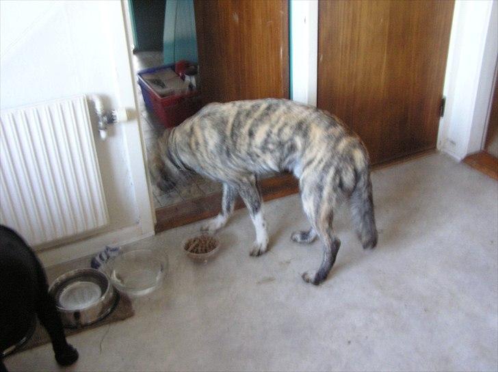 Blanding af racer Tarzan billede 8