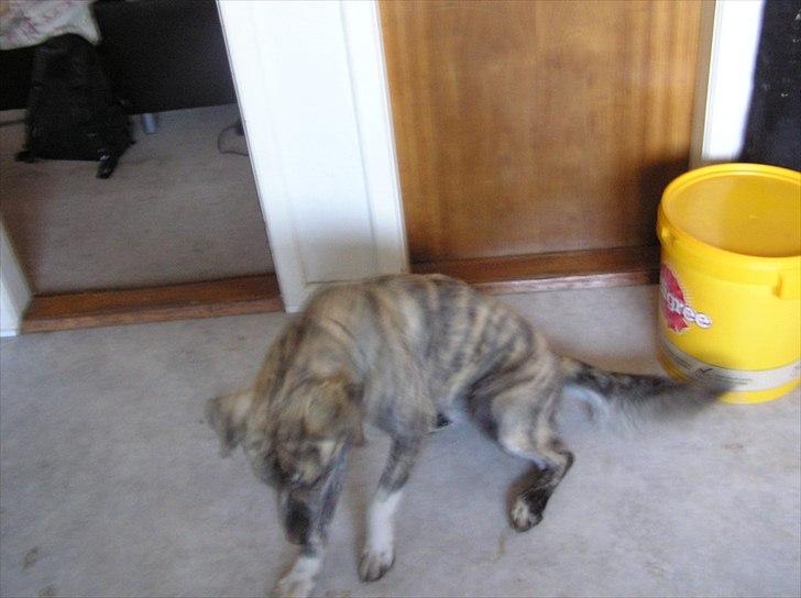 Blanding af racer Tarzan billede 9