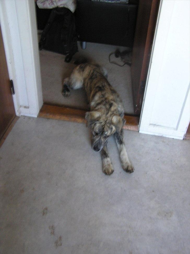 Blanding af racer Tarzan billede 10