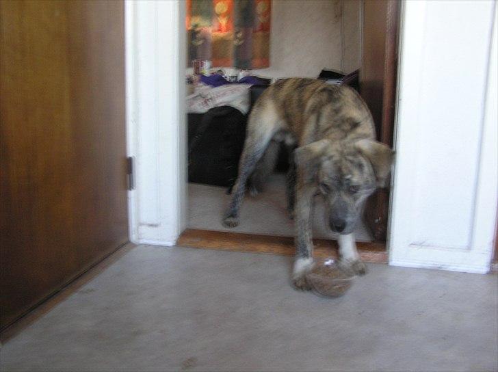 Blanding af racer Tarzan billede 11