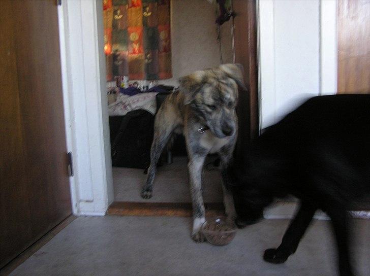 Blanding af racer Tarzan billede 12