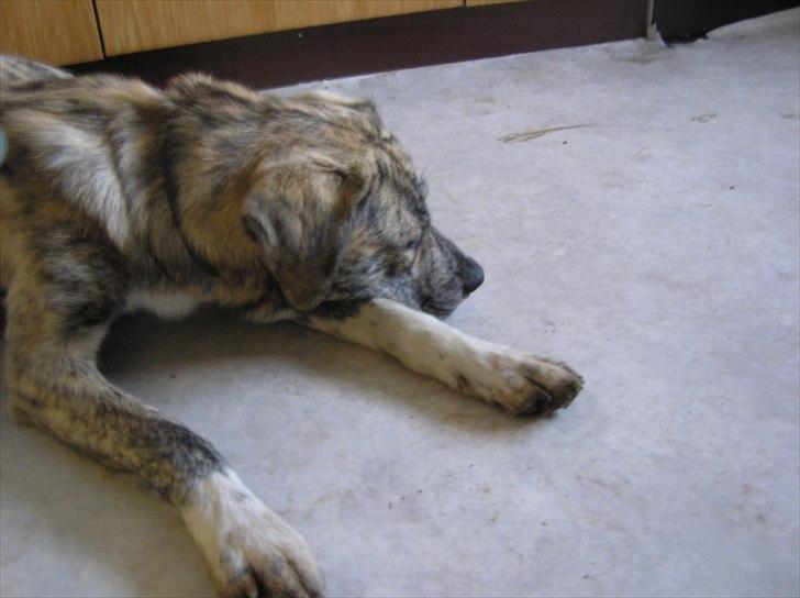 Blanding af racer Tarzan billede 13