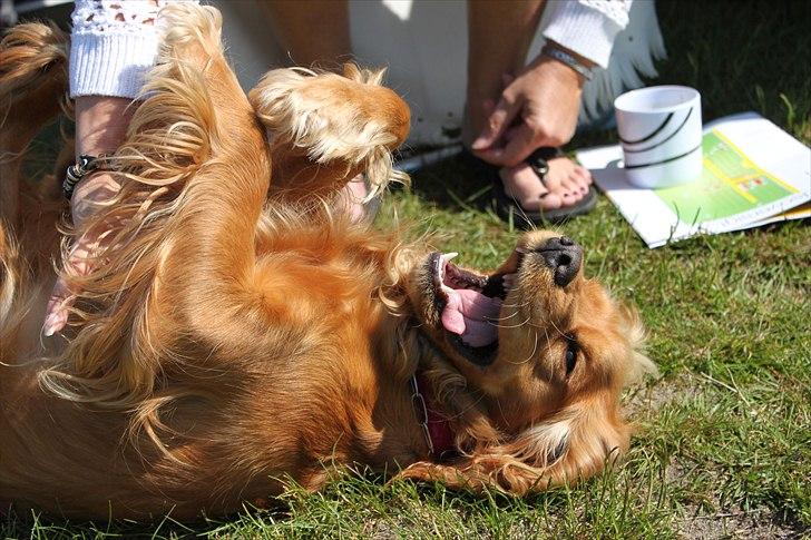 Cocker spaniel Cindy - det er nu skønt at bilve kløret på mavsen ;b

Cindy 1 år gammel  Foto: Mig billede 11
