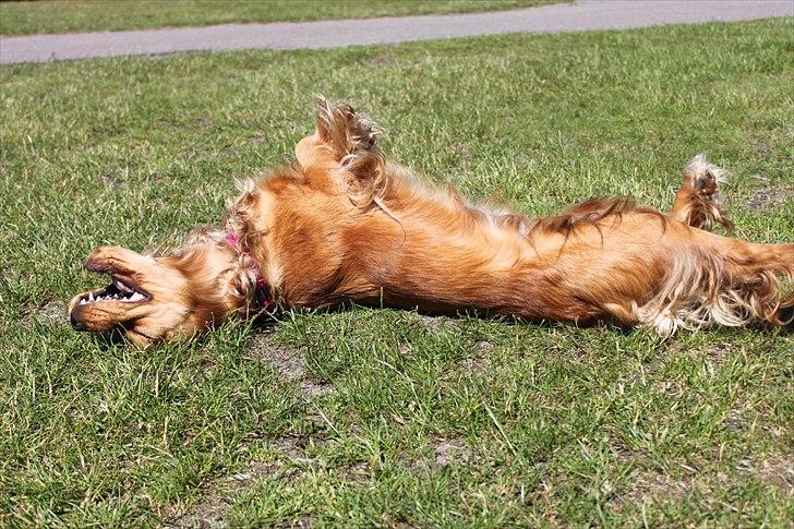 Cocker spaniel Cindy - syntes bare dette billed er så godt ;D

Cindy 1 år gammel  Foto: Mig billede 12