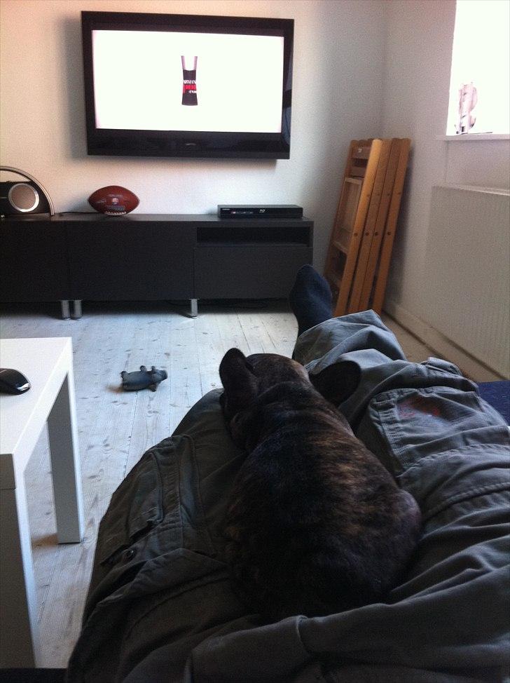 Fransk bulldog Lui - Mig og 'far' ser fjernsyn, elsker det! billede 2