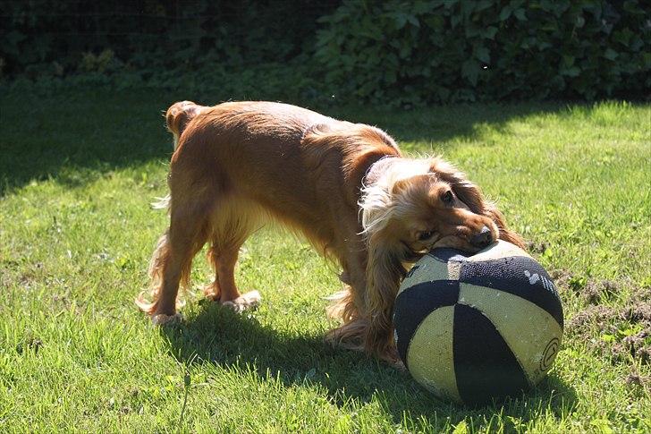 Cocker spaniel Cindy - Cindy & bolde true love ;b  Foto: Mig billede 10