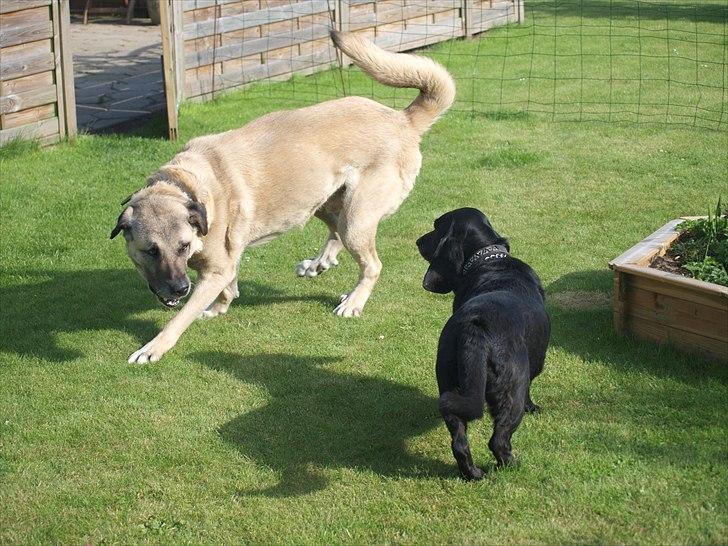 Kangal Sivas - Sivas leger med Alberte. juni 2011 billede 18