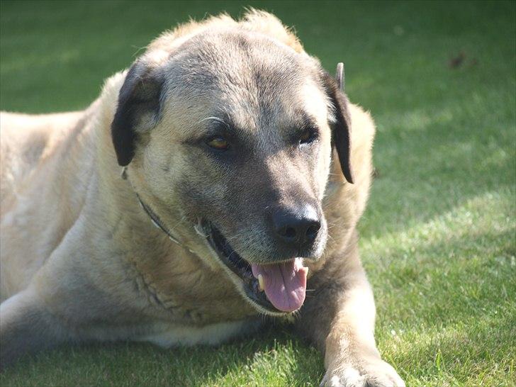 Kangal Sivas - smukke dreng. juni 2011 billede 20