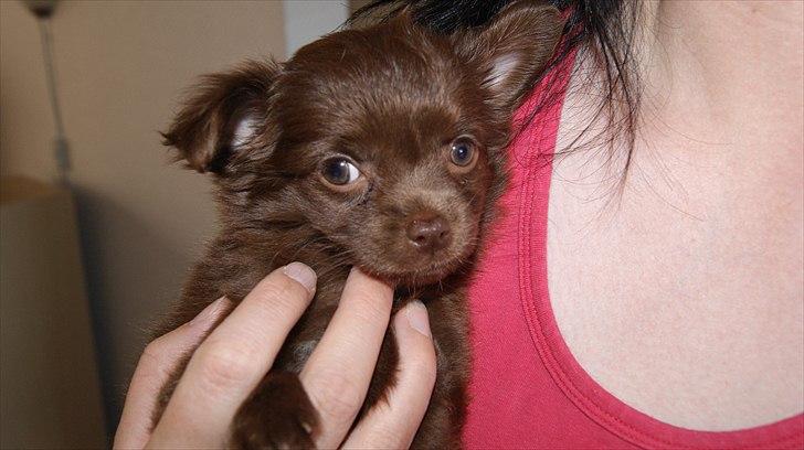 Chihuahua Enzo billede 13