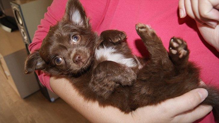 Chihuahua Enzo billede 14