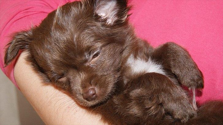 Chihuahua Enzo billede 15