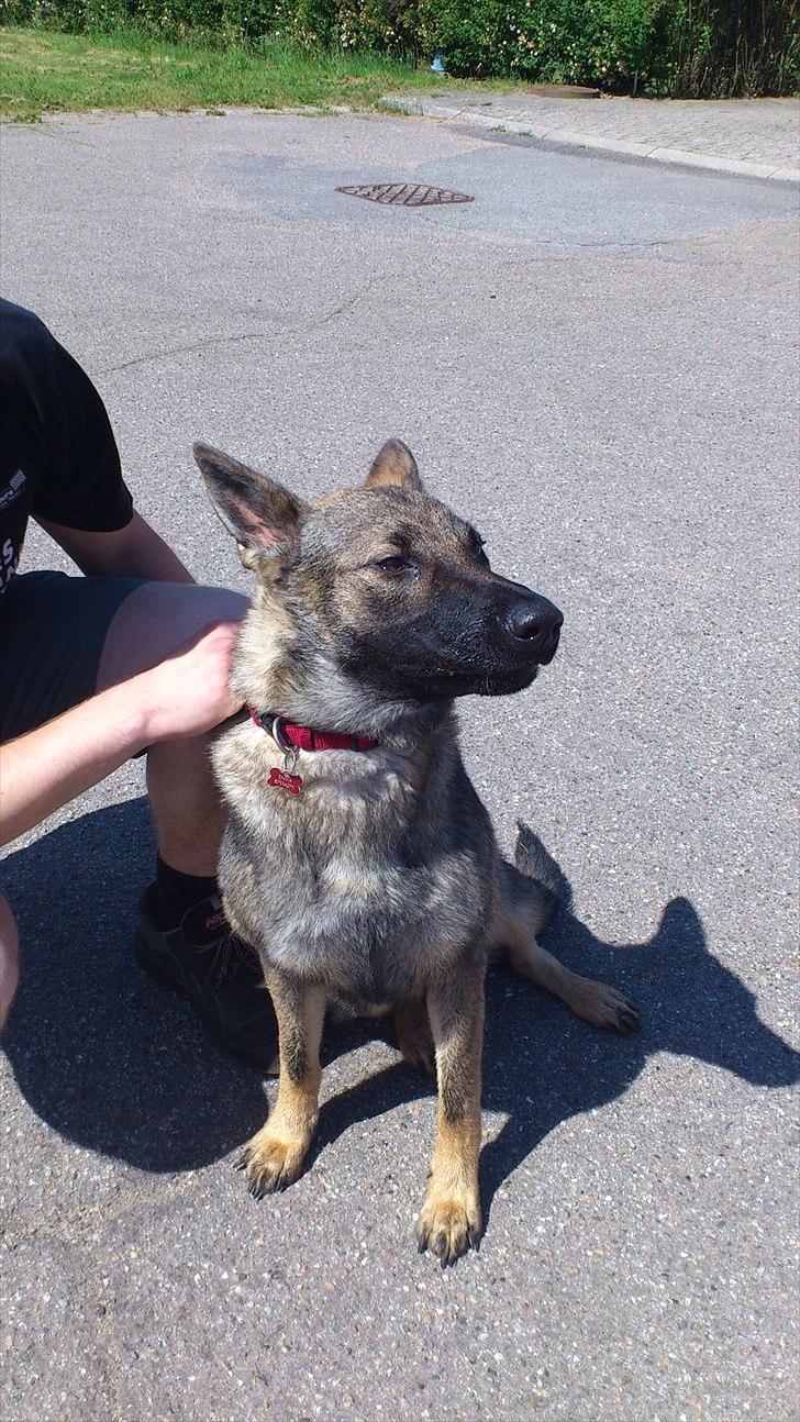 Schæferhund Enya - Velkommen til MIN Vovses Profil billede 1