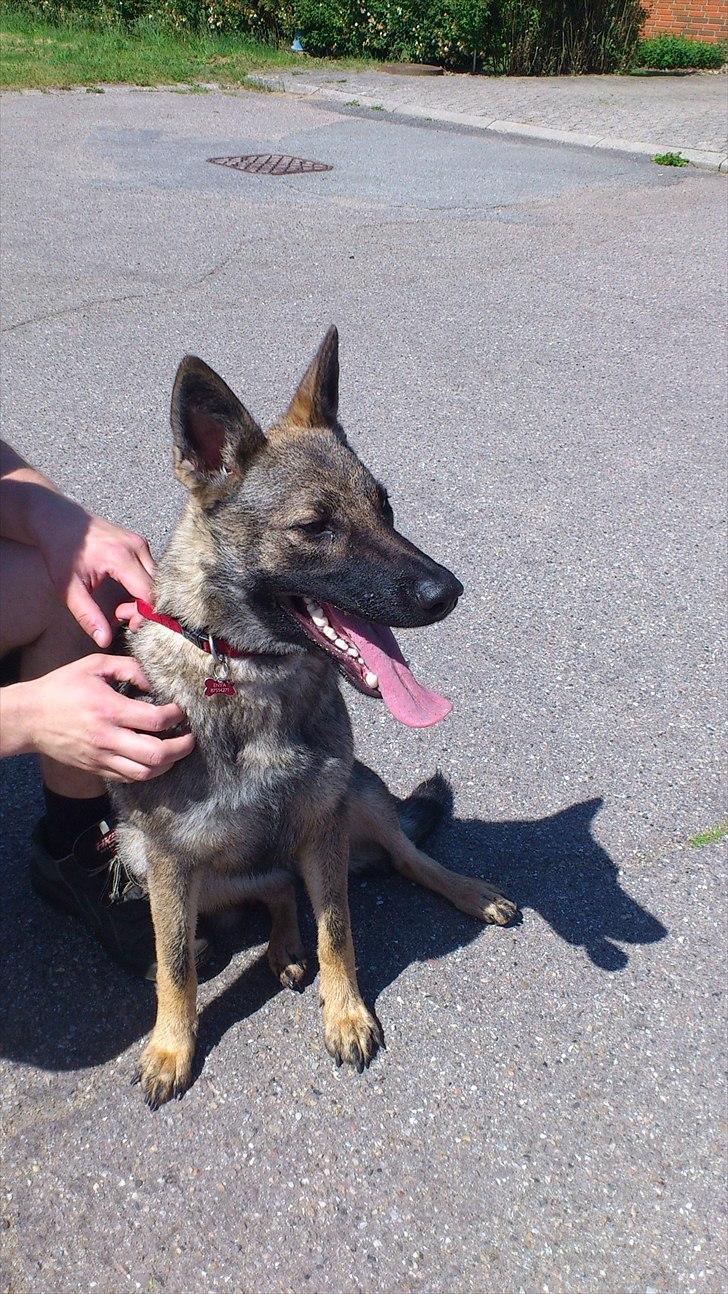 Schæferhund Enya billede 2