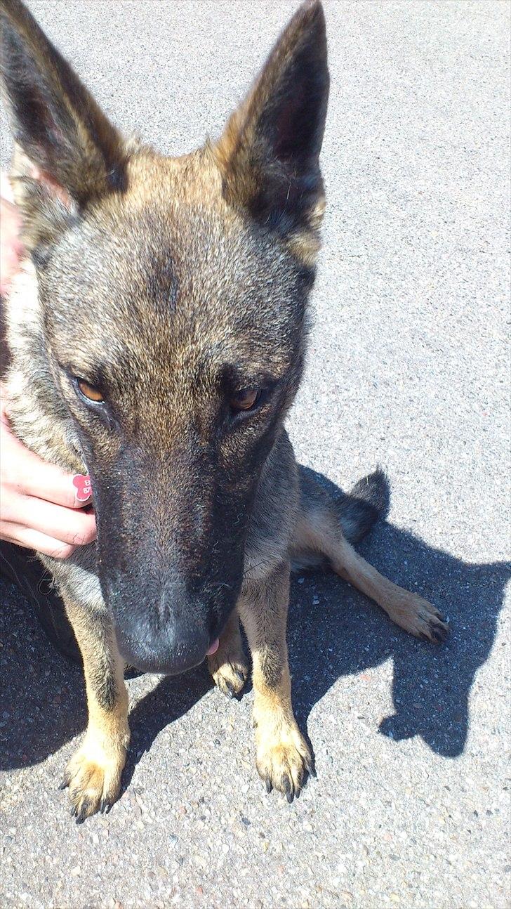 Schæferhund Enya billede 3