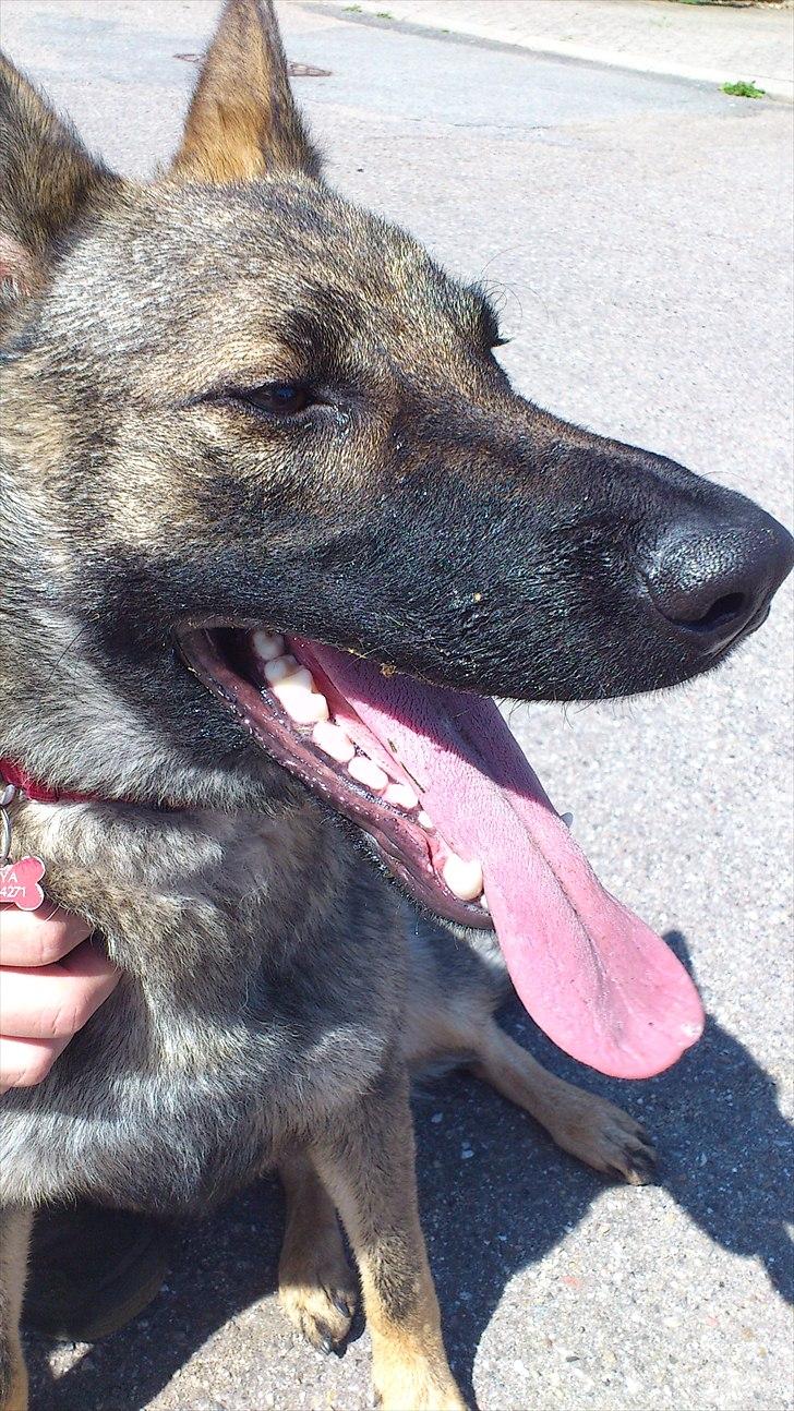 Schæferhund Enya billede 4