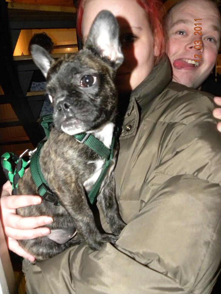 Fransk bulldog Fnug - Er så lille at jeg kan sidde på mors arm (: billede 10