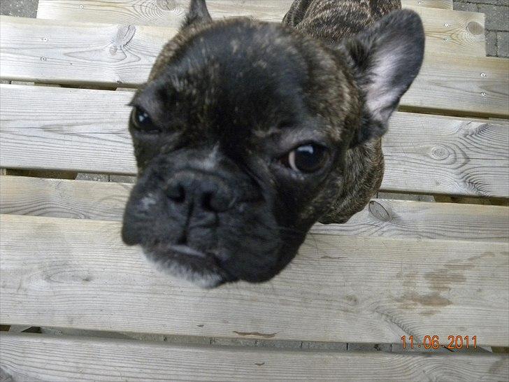Fransk bulldog Fnug - Nu vil jeg gerne ind :D billede 11