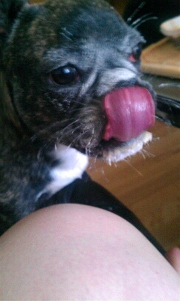 Fransk bulldog Fnug - Ødelagde mors helt nye pose mel. Se hvor flot jeg er mor billede 12