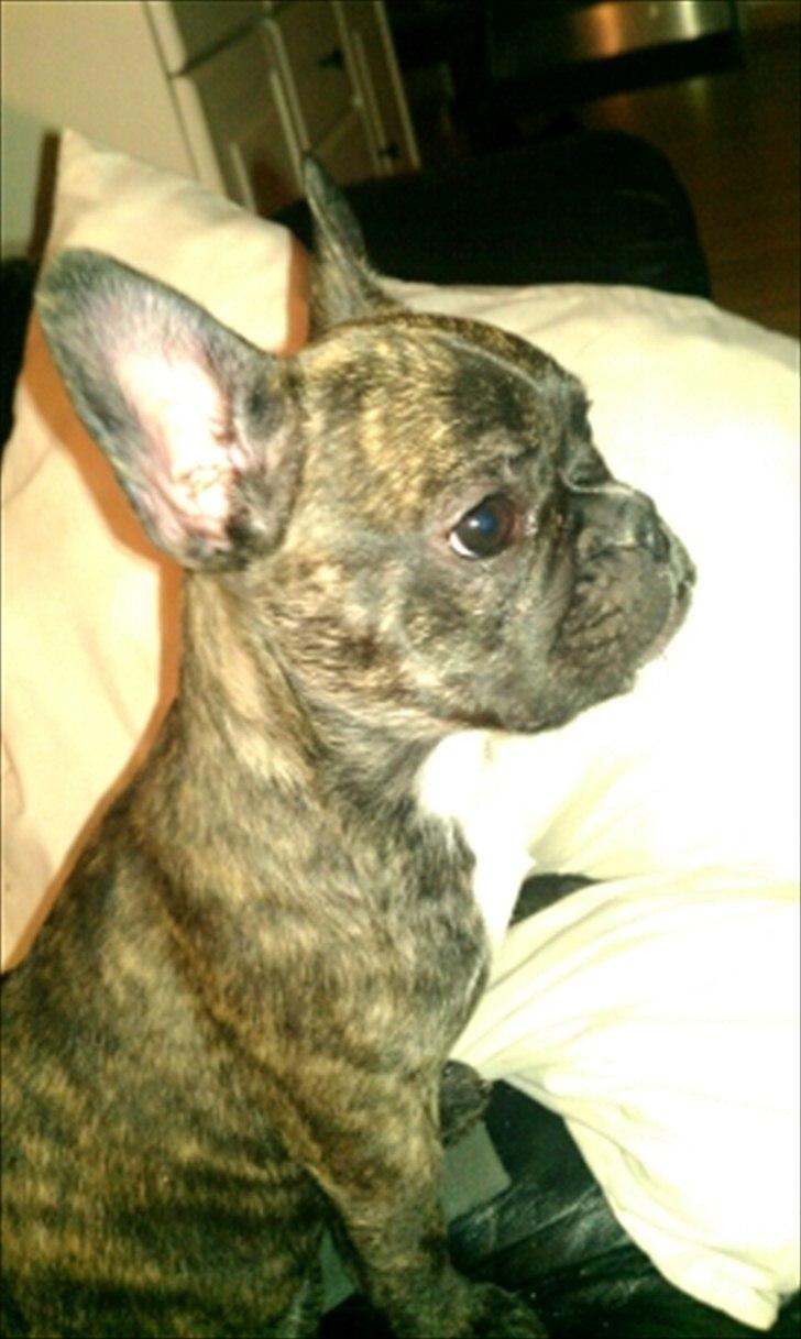 Fransk bulldog Fnug - Ser Tv billede 13