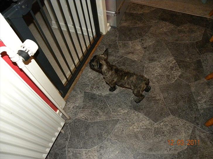 Fransk bulldog Fnug - Ja det er rigtigt nok så lille var jeg altså da jeg var på besøg første gang. Det er helt ufatteligt (: billede 14