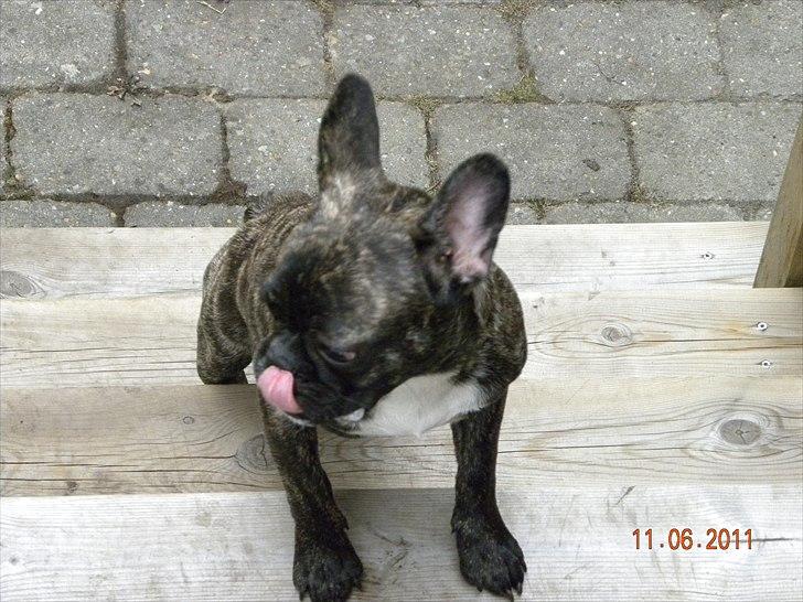 Fransk bulldog Fnug - Jeg kan gå på trapper nu (: billede 15