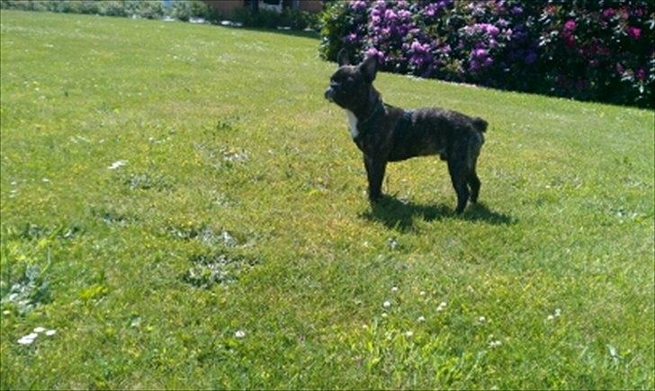 Fransk bulldog Fnug - Ude på græsplænen. Klar til leg billede 16