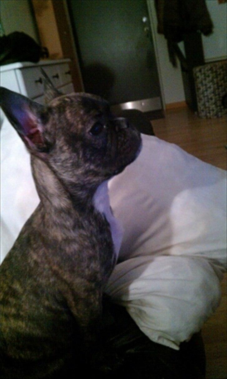 Fransk bulldog Fnug billede 17