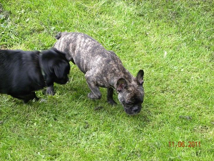 Fransk bulldog Fnug - Min gode legekammerat og mig på jagt efter hinanden :P Jeg er dog ikke så hurtig, så min metode er at ignorer ham så skal jeg nok få ham (: billede 19