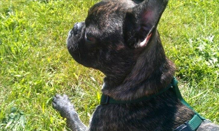 Fransk bulldog Fnug - ligger lige så fint og venter.. (: billede 20