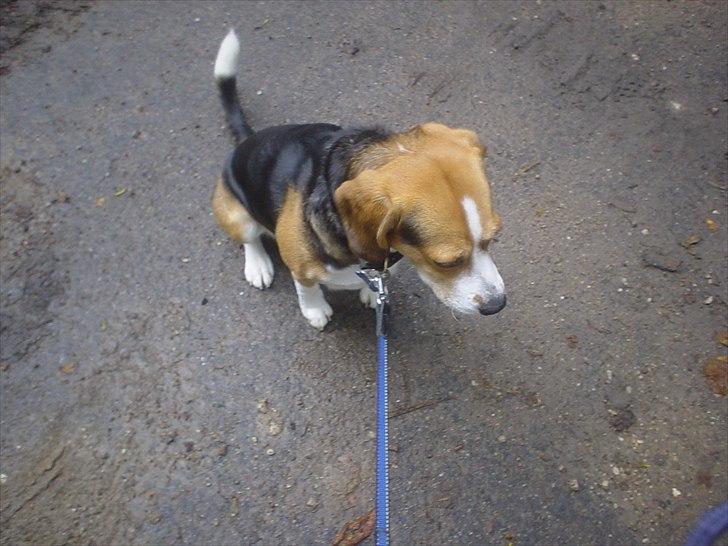 Beagle Futte billede 1