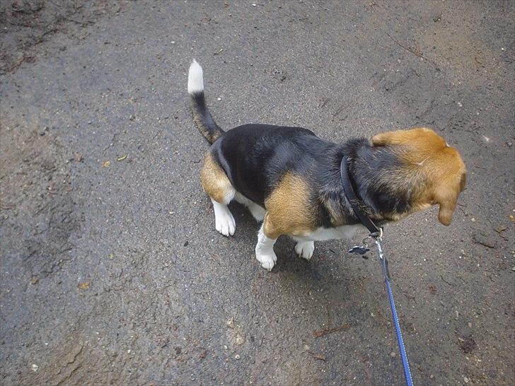 Beagle Futte billede 2